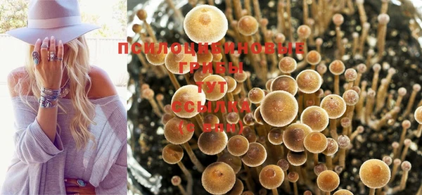 PSILOCYBIN Елизово
